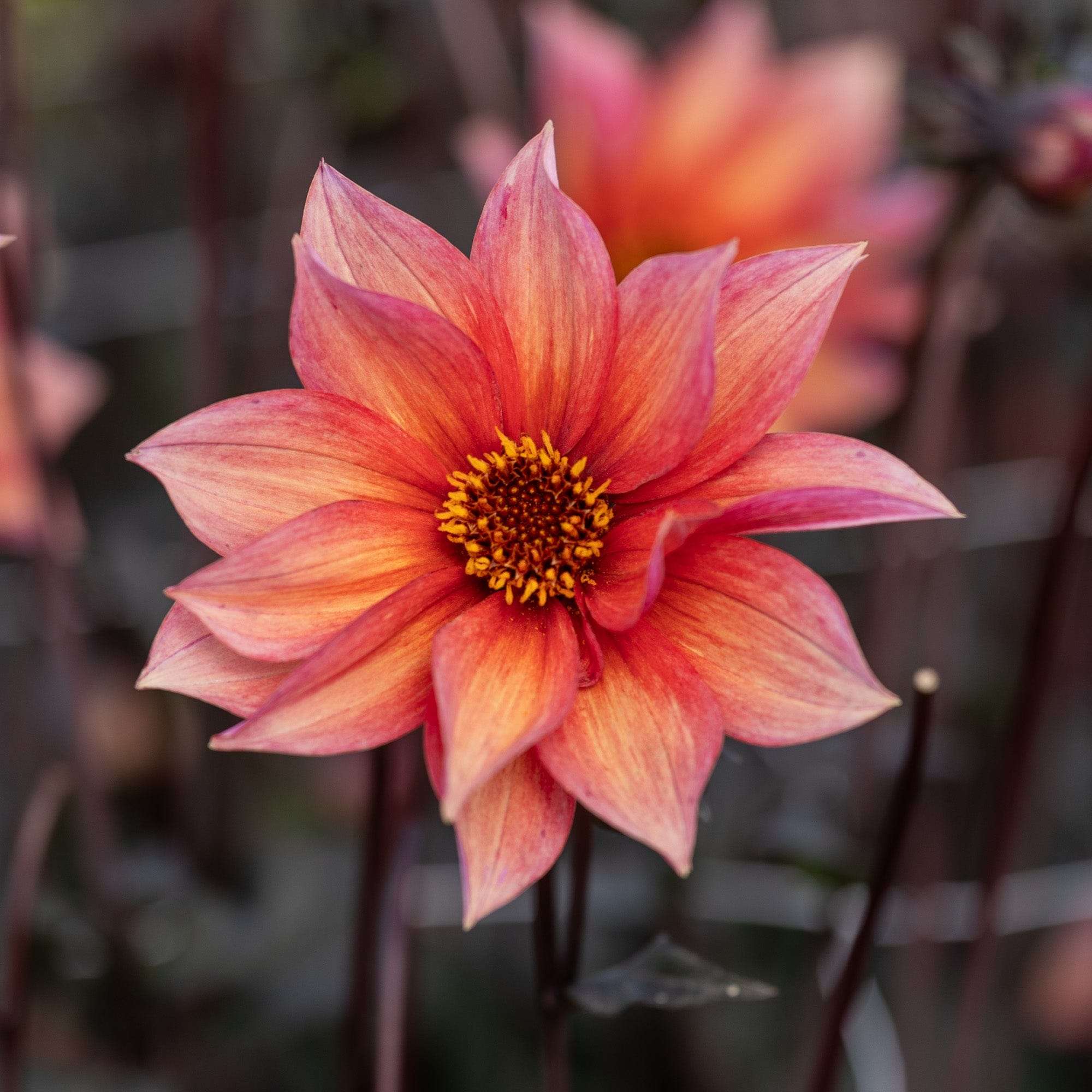 Dahlia 'Waltzing Mathilda'
